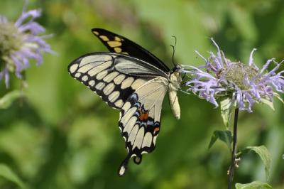 Swallowtail butterfly jigsaw puzzle