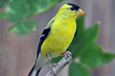 Oiseau chardonneret américain