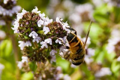 Abeja en una flor