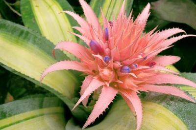 Pink Tropical Flower