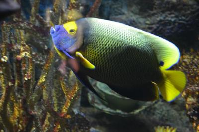 Pesce verde