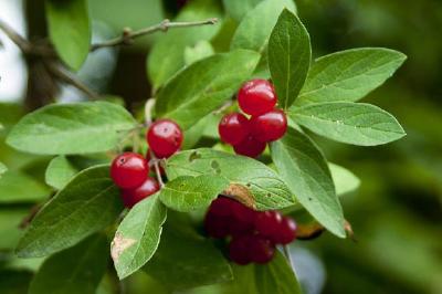 Red Berries