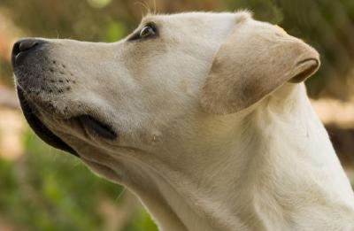 Un cane che guarda a destra