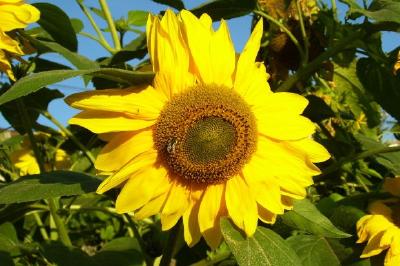 Tournesols