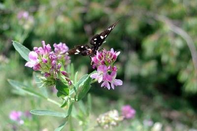 Una mariposa