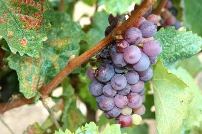 Grapes jigsaw puzzle