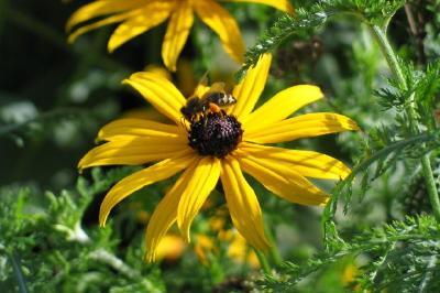 Uma abelha em uma flor
