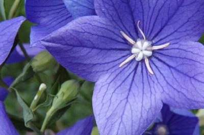 Flor azul