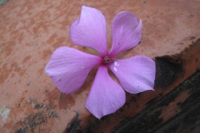 Purple Flower jigsaw puzzle