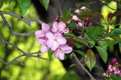 Fleurs roses