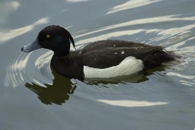 Ente schwimmt im See