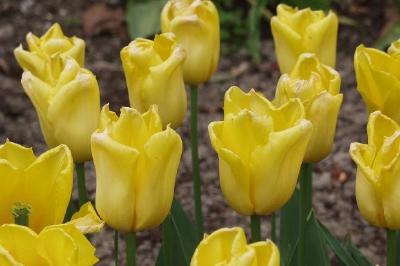 Tulipanes amarillos