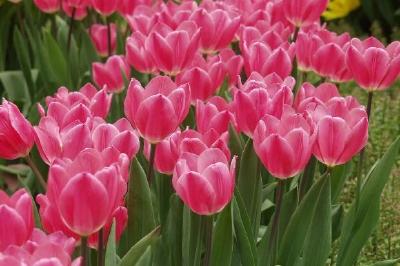 Tulipanes rosados