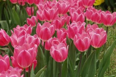 Tulipes roses