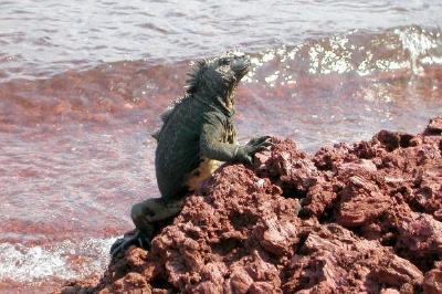 Iguana przy plaży?