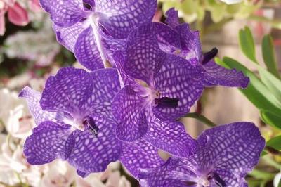 Orchidée violette