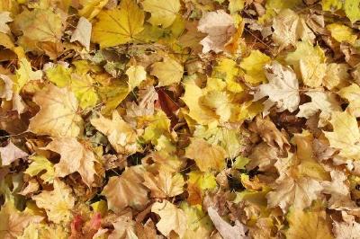 Жълти есенни листа