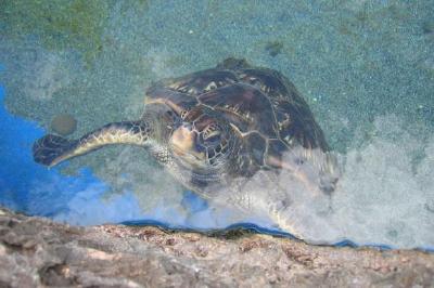 Tortue de mer dans l'eau