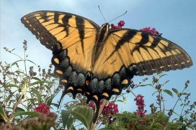 Żółty motyl