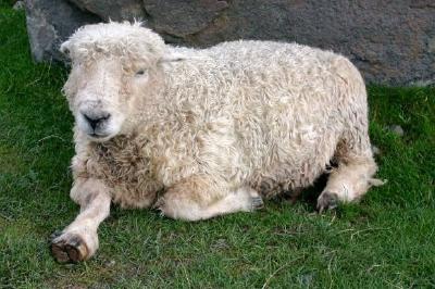 A Sheep jigsaw puzzle