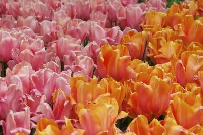 Tulipes colorées