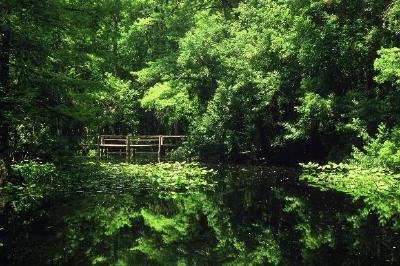 Jardin vert