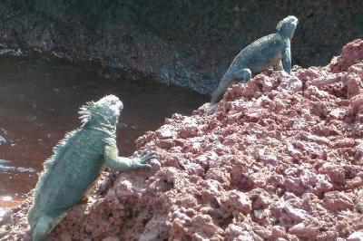 Two Iguanas