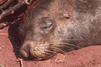 Foca durmiente