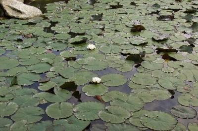 Water Lilies