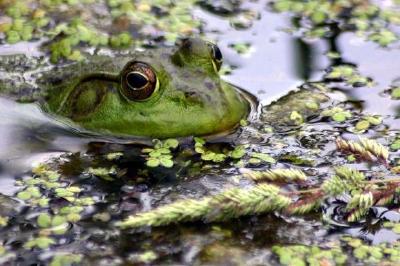 Una rana che nuota nel lago