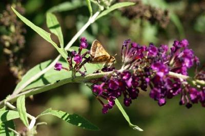 Farfalla su un fiore viola