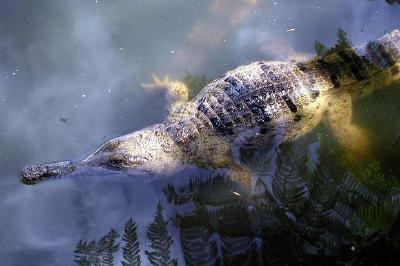 鱷魚在水中
