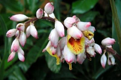 Pink and White flowers