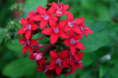 紅色花朵