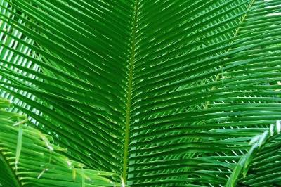 Palms