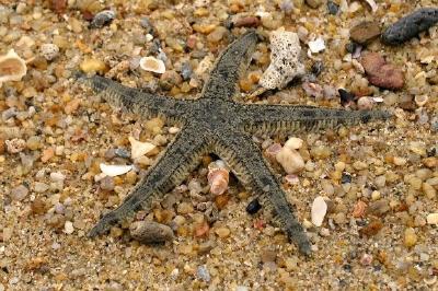 Starfish