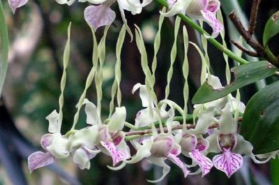 Tropical flower