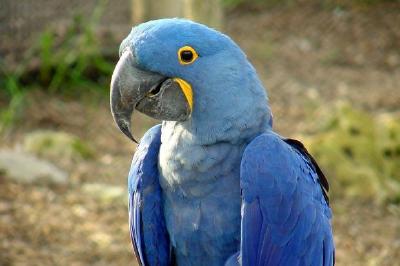 Blå papegoja