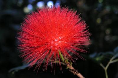 Red tropical flower