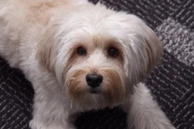 En sittande hund