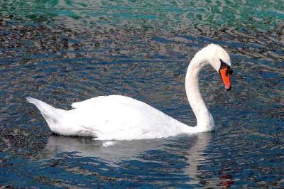 Cisne Branco