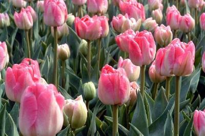 Pink flowers