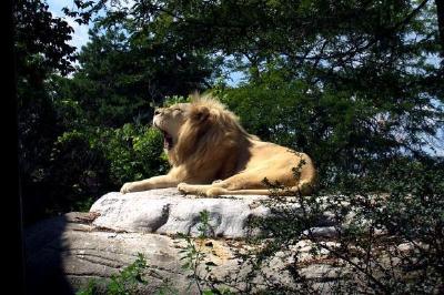 león gruñendo