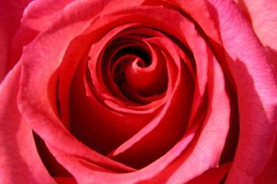פאזל של ורד אדום