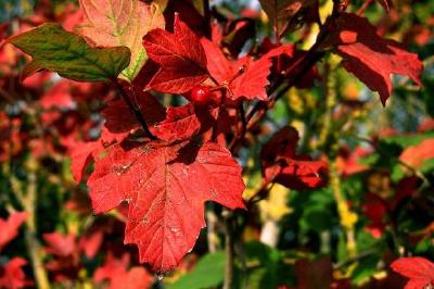 Hojas rojas en otoño