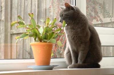 A Cat and a plant