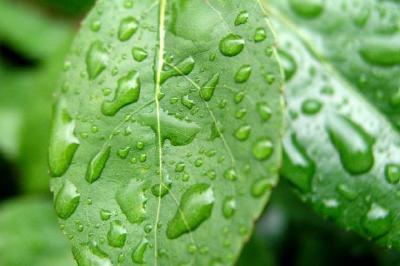 Gouttes d'eau sur une feuille