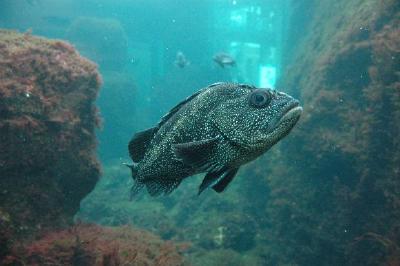 Poissons dans l'aquarium