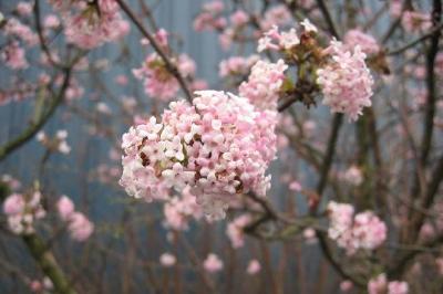 Flor de primavera