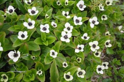 White flowers